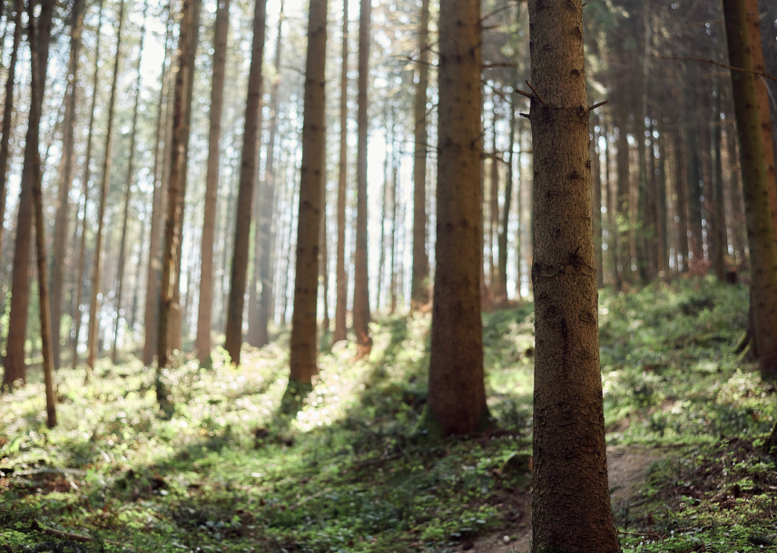 Restore your Senses with Forest Bathing